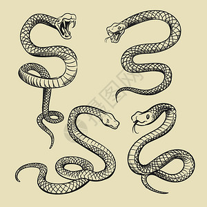 手绘蛇类插画插画