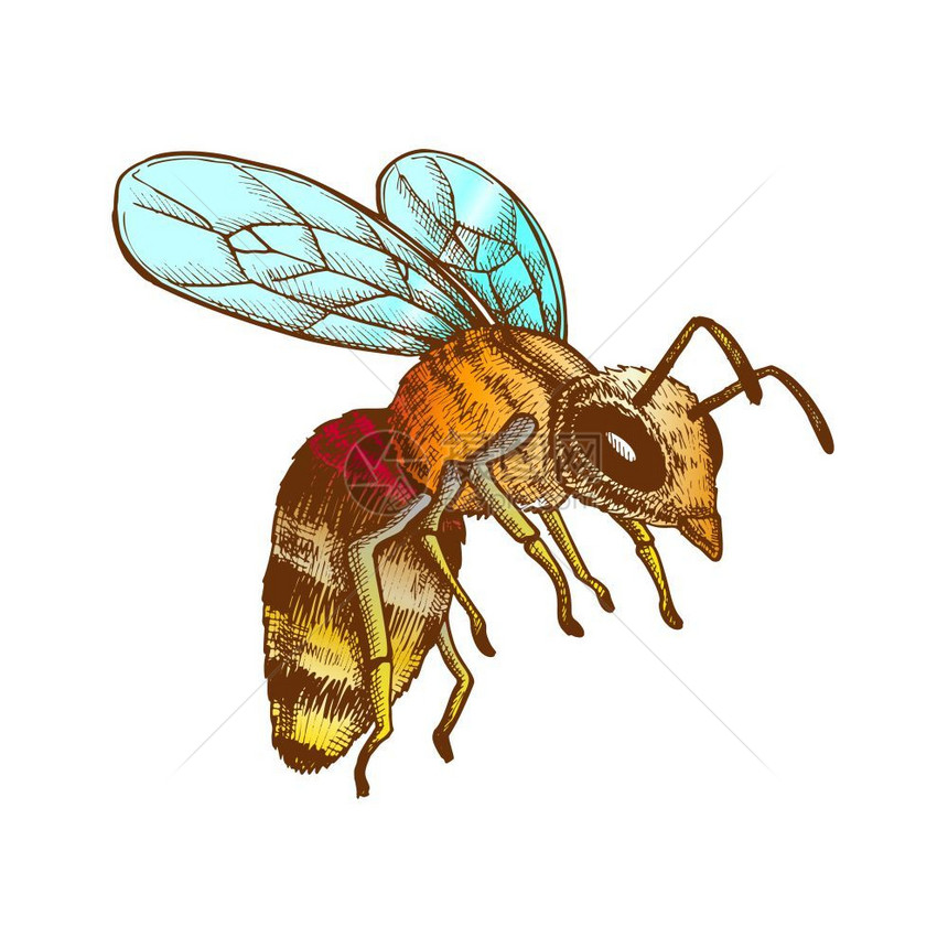 昆虫蜜蜂图片