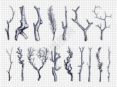 手绘素描树干元素插图背景图片