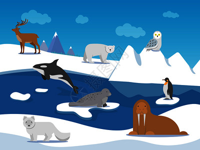 北极南极冰川上不同的极地动物图片