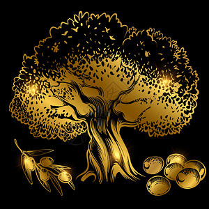 迷迭香叶油金橄榄树和其光亮效应在黑色上隔离矢量说明金橄榄树和在黑色上设计图片