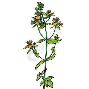 黄色野花复古矢量药材植物设计图片