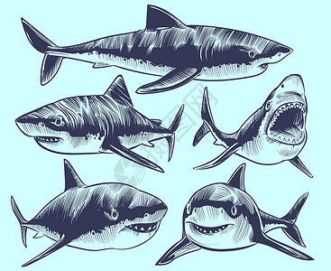 鲨鱼卡通鲨鱼张嘴游泳水下动物病媒纹身收集鲨鱼动物危险的海洋捕食者草图鲨鱼水下动物病媒纹身收集背景