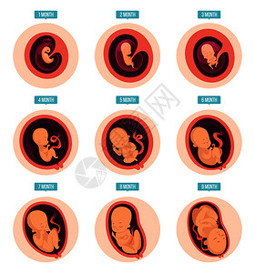 子宫婴儿胚胎发育阶段卵孕期矢量血管图胚胎怀孕说明医学发育阶段怀孕卵胎发育插画