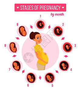妊娠3个月人类成长阶段新生儿婴发育卵子胚胎生育矢量图怀孕妇9个月发育胚胎儿阶段新生婴儿发育卵子胚胎生矢量图背景图片