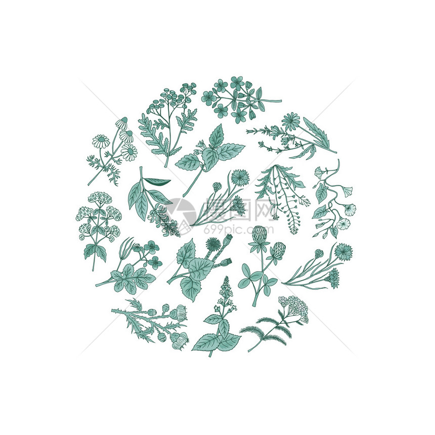 手绘矢量单色植物草药背景图片