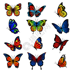 彩色蝴蝶矢量元素图片