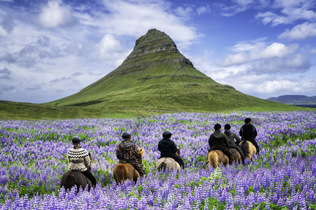 kirjufel火山下的紫色花海与骑马的人们高清图片