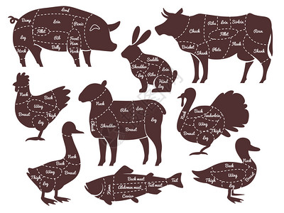 牛肉部位图屠宰图切不同部分的家庭农场动物插画
