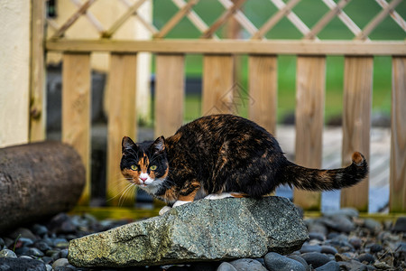 房子外的黑棕色猫动物图片