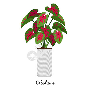 鲜山药花盆里的植物矢量插画设计图片