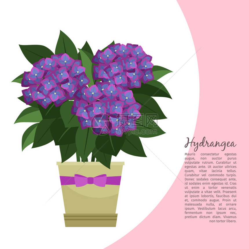 花盆里盛开的紫色鲜花矢量插画图片