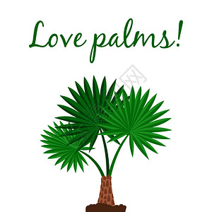 西米花盆里的植物棕榈树矢量插画插画