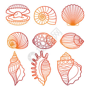彩色海贝贝壳矢量插图图片