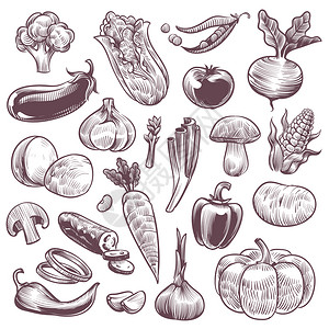 蔬菜素描健康食品天然蔬菜有机花椰子番茄和土豆卷心菜胡萝卜用老手抽的素食成分孤立的活病媒素描蔬菜健康食品天然蔬菜用老手抽的活病媒设计图片