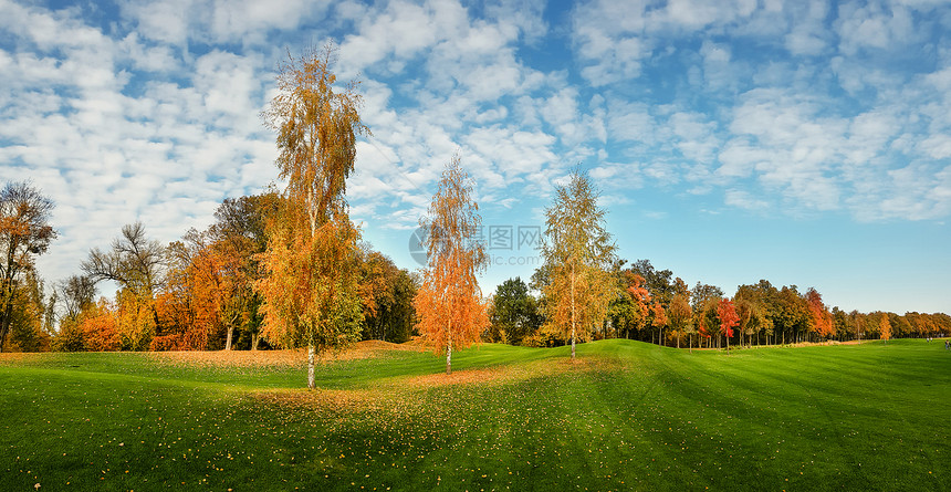 秋天公园树上多彩的叶子图片
