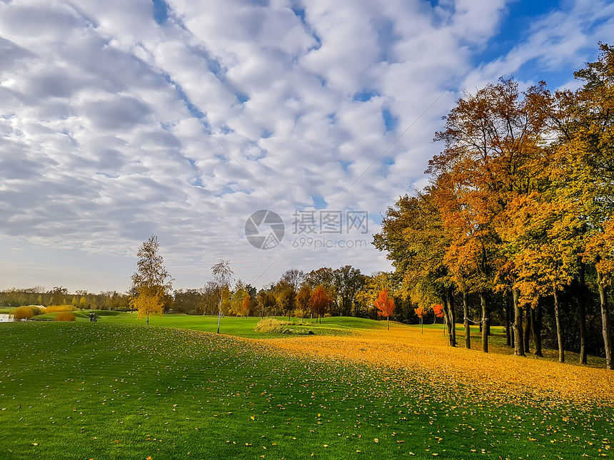 秋天黄树叶落在公园的草地上图片