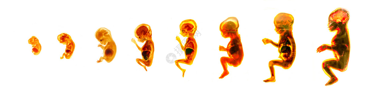 人类胚胎发育期生殖周胚胎产生信息海报胚胎发育期怀孕图片