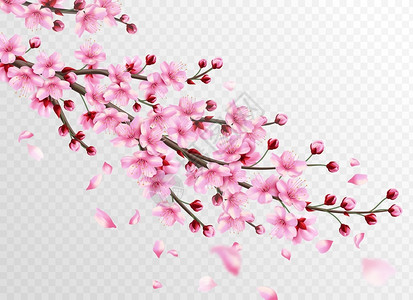 盛开粉红色花盛开的樱花插画
