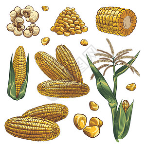 玉米作物甜可和素食品快速包装设计菜单海报孤立的矢量集图画横幅手工提取的玉米谷物作可和素食品横幅草图矢量集背景图片