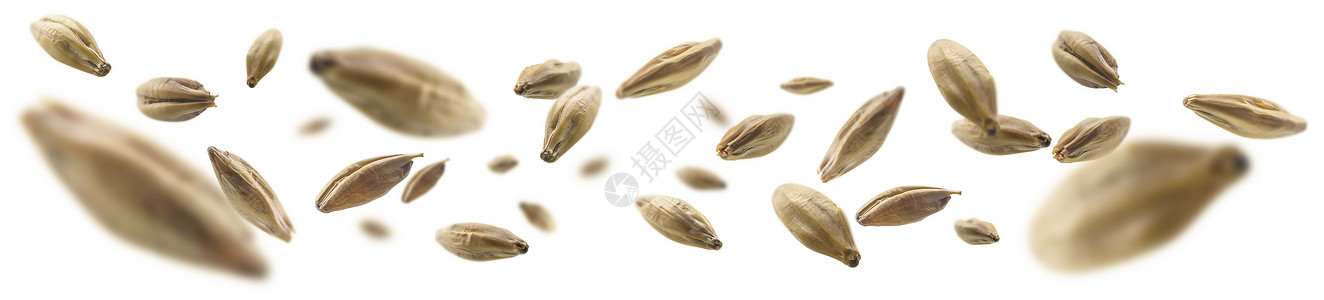 大麦颗粒在白色背景上飘浮大麦颗粒在白色背景上飘浮高清图片