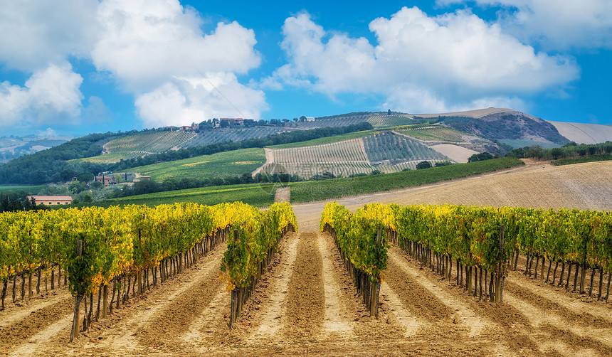 在意大利的tuscane葡萄园里tuscan葡萄园是意大利最著名的葡萄酒所在地图片