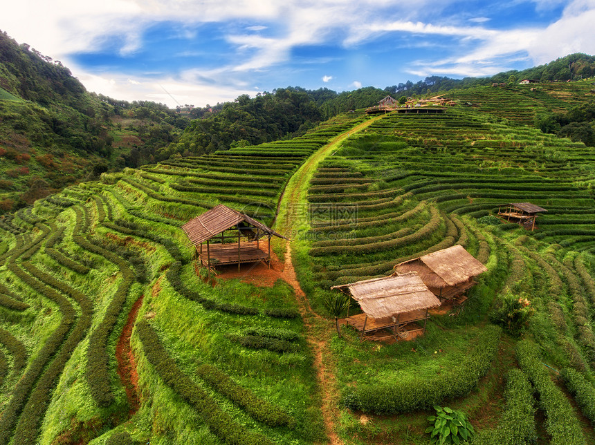 茶叶种植园田野图片