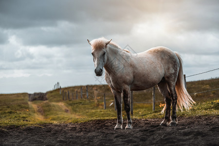 冰岛马兽群年轻的高清图片