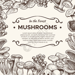 羊肚菌素材手绘蘑菇菜单矢量背景插画