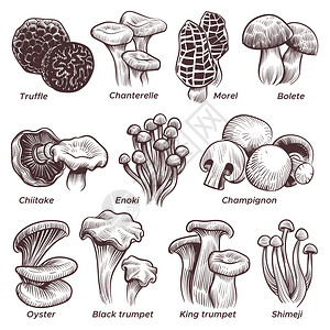 木耳小炒肉手绘蘑菇菜插画