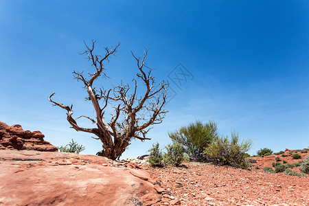 沙漠地区的枯木图片