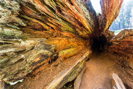 千里马伯乐从深树洞穴的视角拍摄树干里面背景