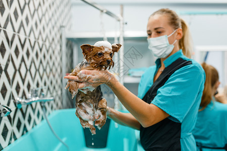 美容师正在给小狗洗澡泡沫高清图片素材