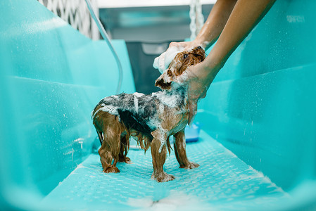 美容师正在给小狗洗澡清洁的高清图片素材