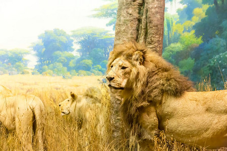 猎食动物的野生自然概念狮子的家族图片