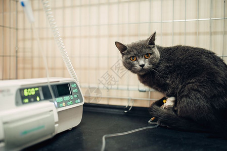 兽医院病人诊所外科手术后滴的猫图片