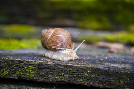 小动物蜗牛可爱的高清图片素材