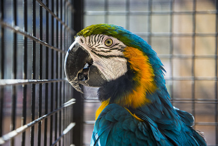 大鹦鹉在动物园笼子图片