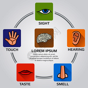 人类有五种感官嗅觉视觉听觉味觉感官矢量信息图感官与鼻子手嘴眼睛耳朵图标大脑和人类感官的图解人类的五种感官嗅觉视觉听觉味觉感觉矢量背景图片