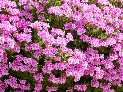 一群紫红色的花图片