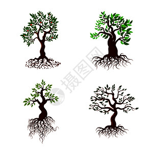 各种形态的树图片