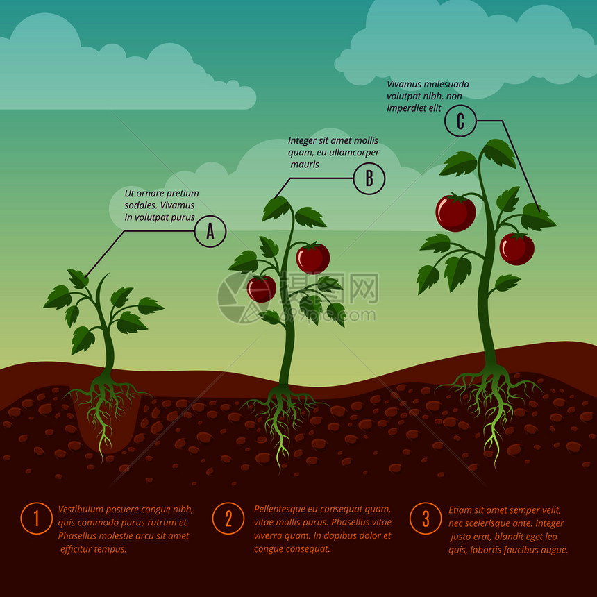 西红柿生长和种植阶段平方矢量图蔬菜种植花园农业示例蔬菜番茄和阶段平方矢量图图片