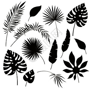 夏季热带树叶植物元素图片
