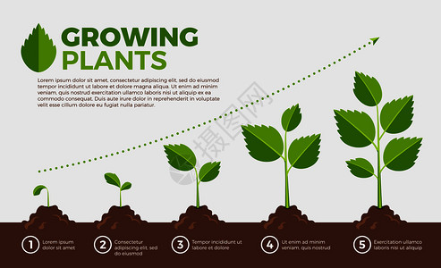 种植物的不同步骤以卡通风格显示矢量说明种植和物步骤生长顺序植物的不同步骤背景图片