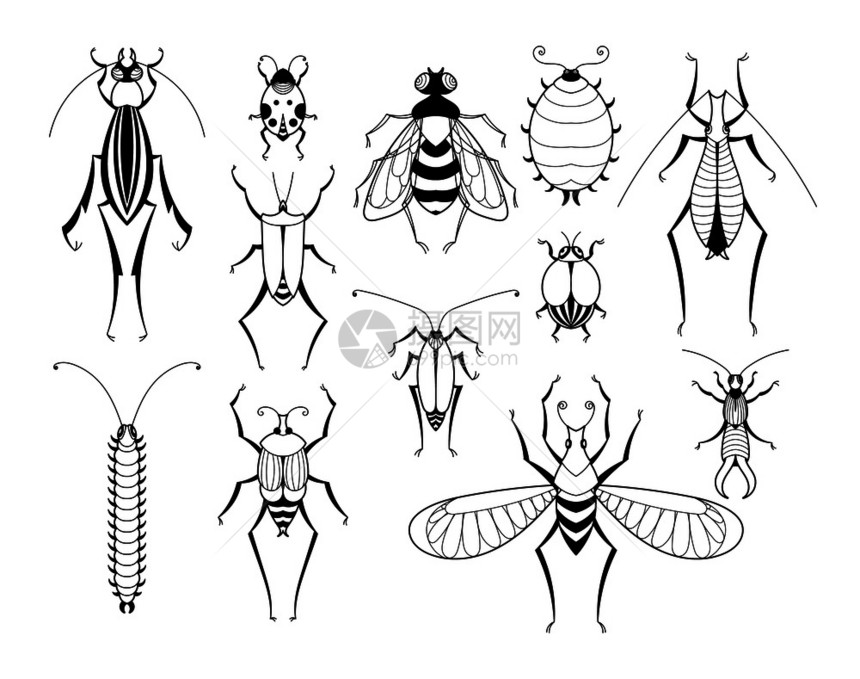 不同昆虫矢量生物学插图图片