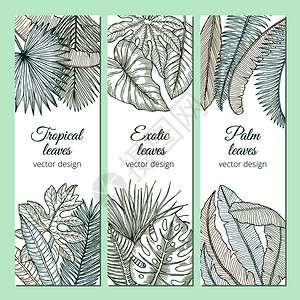 热带植物棕榈叶矢量插图图片