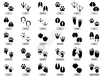 野生非洲动物爪足迹或迹动物脚迹青蛙和宠物脚迹印刷矢量图集背景图片