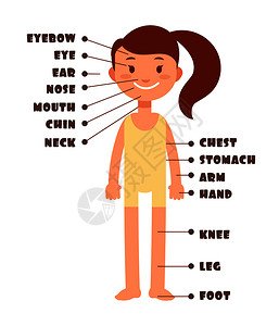 卡通小女孩身体名称词汇表背景图片