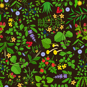 野花植物背景图片