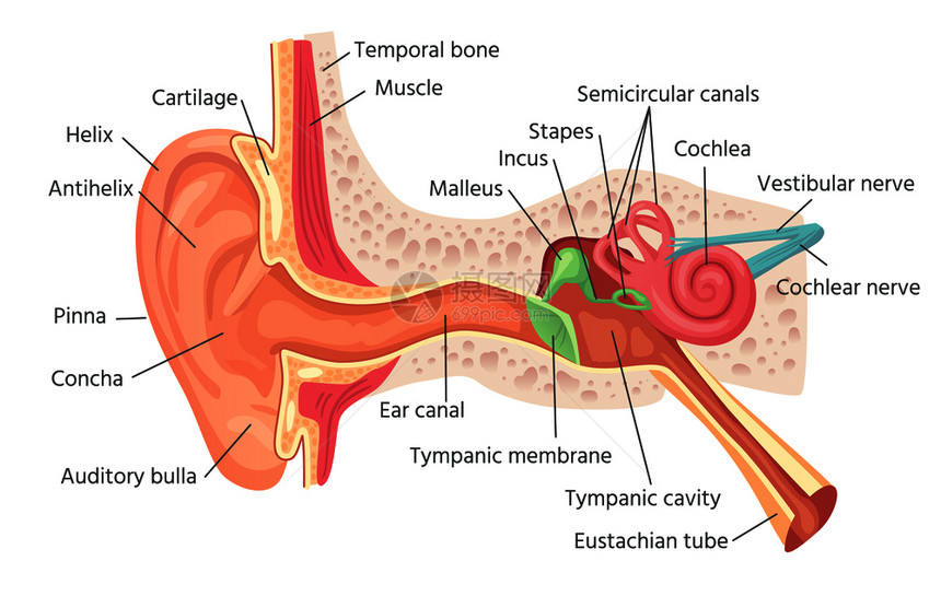 耳内结构听力器官内耳科前心室声响感官器生物医学保健病媒说明人类耳内结构助听器官矢量说明图片